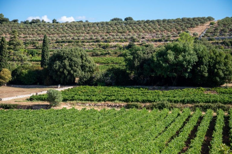 Choisir un paysagiste écologique à Antibes pour un jardin durable