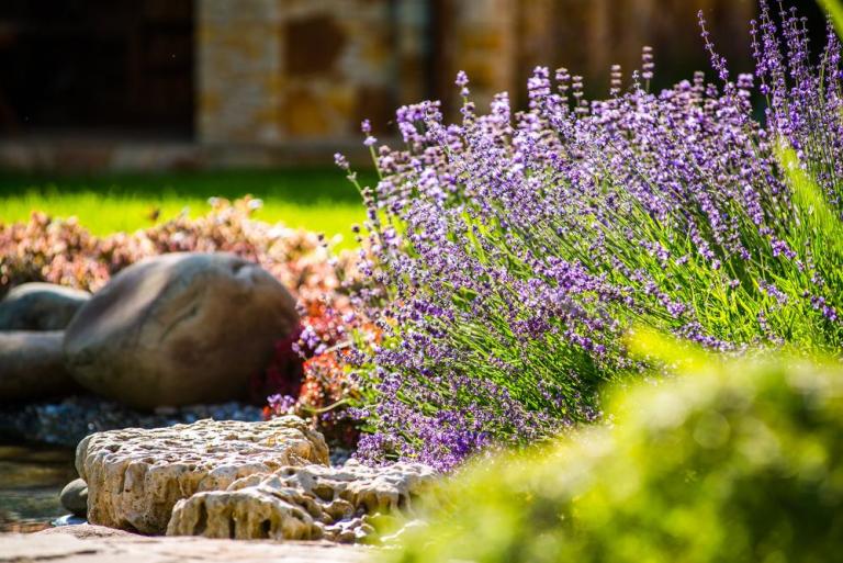 Création de jardin à Antibes : les étapes pour un espace vivant
