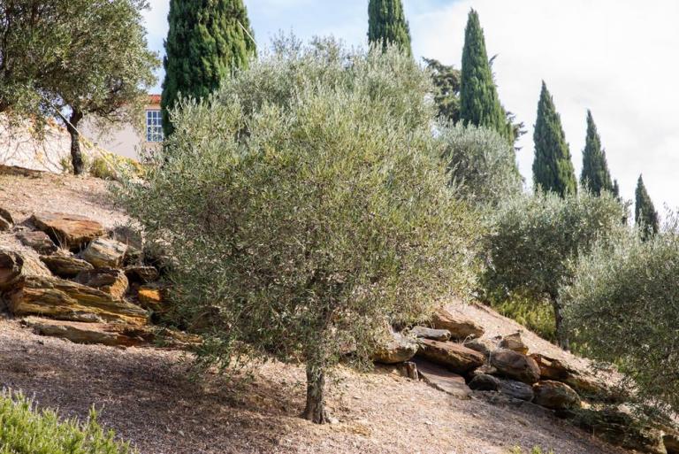 Quels arbres planter à Antibes pour un jardin résilient ?
