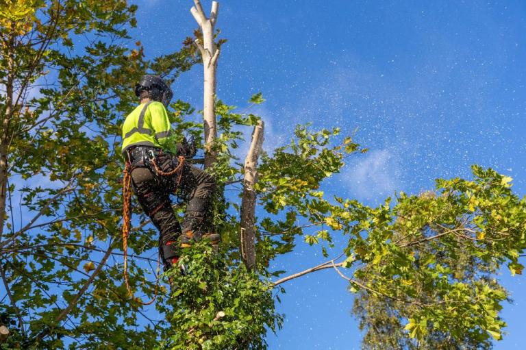 La gestion des arbres, un enjeu clé pour les jardins d'Antibes